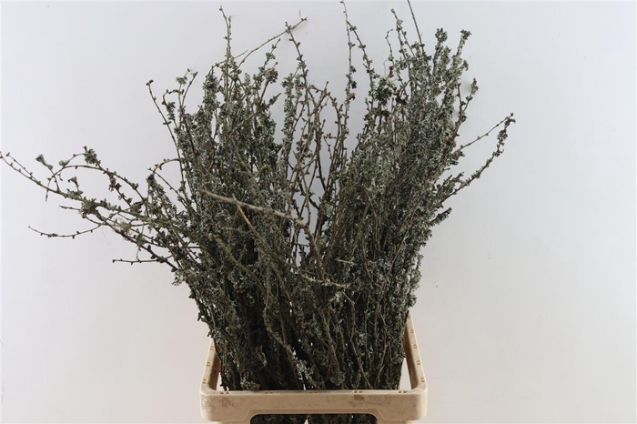 Larix Takken Fresh 75cm P Bunch
