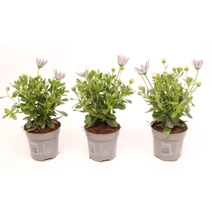 Osteospermum White