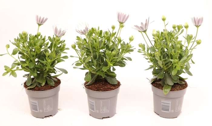 <h4>Osteospermum White</h4>