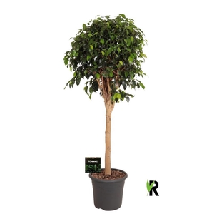 Ficus Be Danielle stam
