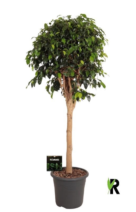 <h4>Ficus Be Danielle stam</h4>