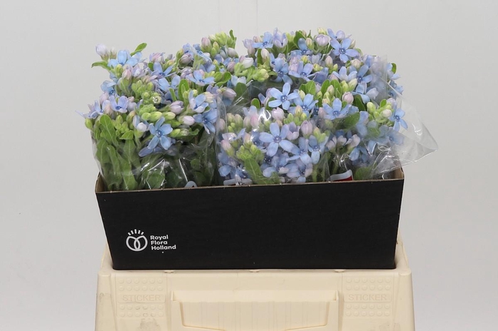 <h4>Oxypetalum Tweedia Blue</h4>