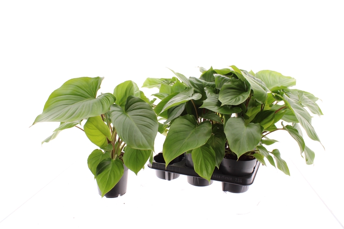 <h4>HOMAL RUB MAGGY</h4>