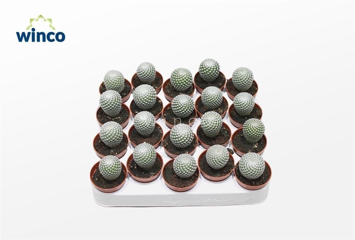 Mammillaria Microthele Superfina