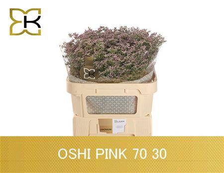 <h4>LIM SAF OSHI PINK 70/30GR</h4>