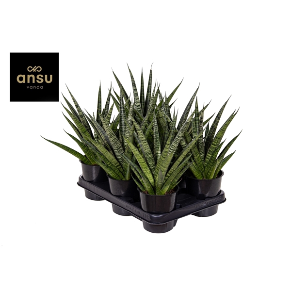 <h4>Sansevieria Comet Queen Marble</h4>