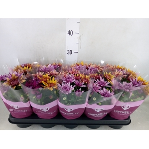 Chrysanthemum  'Artistic Jeff' .mix
