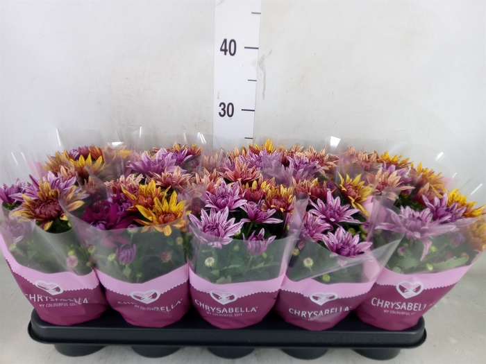 <h4>Chrysanthemum  'Artistic Jeff' .mix</h4>
