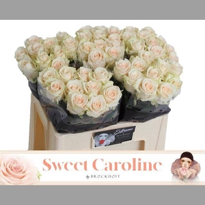 R GR SWEET CAROLINE