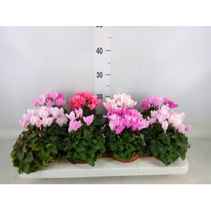 Cyclamen KL 'Crayon'