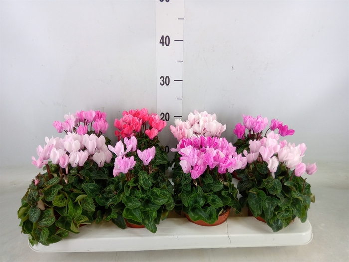 <h4>Cyclamen KL 'Crayon'</h4>