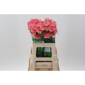 Di St Maracuya  60cm