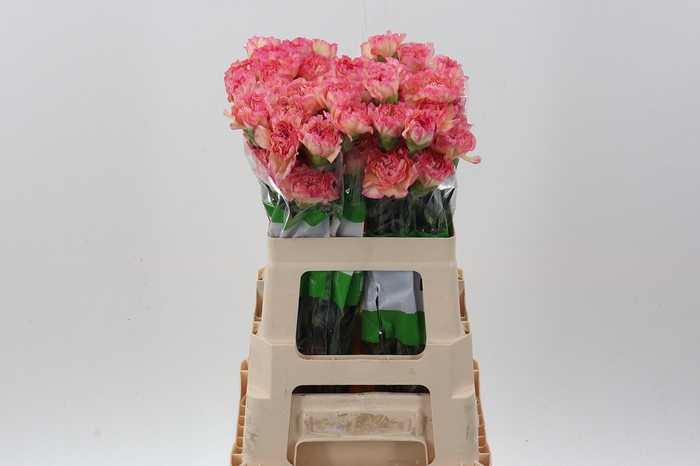 <h4>Di St Maracuya  60cm</h4>