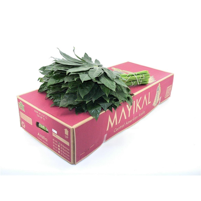 <h4>Aralia Super X25</h4>