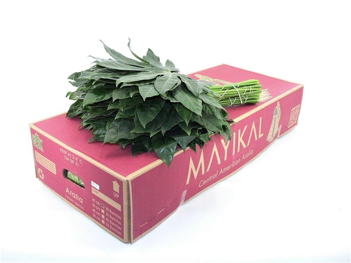 <h4>Aralia Super X25</h4>
