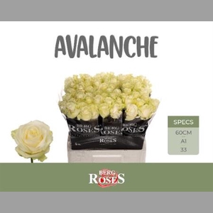 R Gr Avalanche+