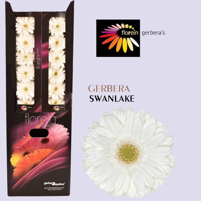 <h4>Gerbera aquabox swanlake</h4>