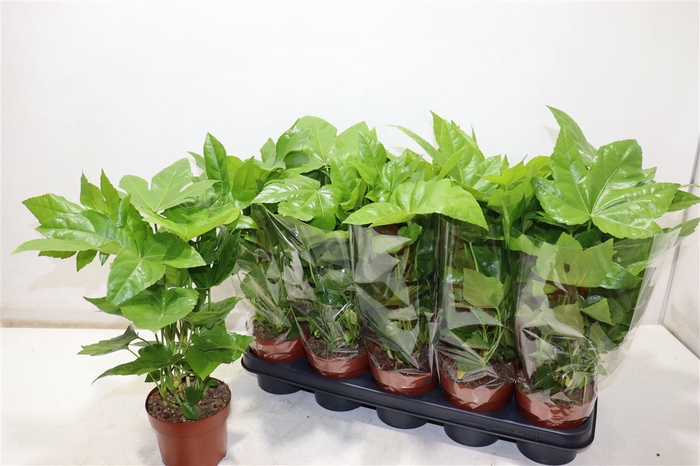 <h4>Fatsia Ov</h4>