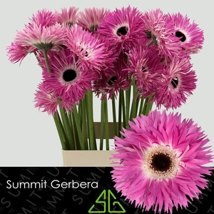 GE GS STITCH+