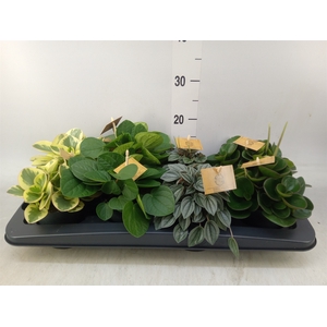 Peperomia   ...mix