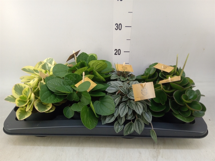 <h4>Peperomia   ...mix</h4>