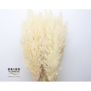 Dried Bleached Cortaderia Silver Star