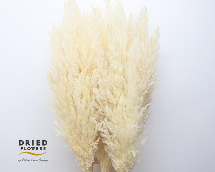 <h4>Dried Bleached Cortaderia Silver Star</h4>