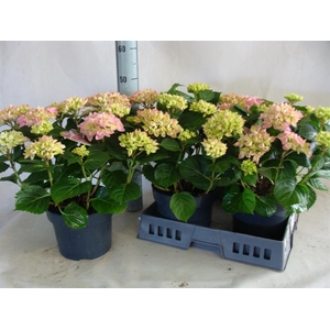 Hydrangea mac.   ...