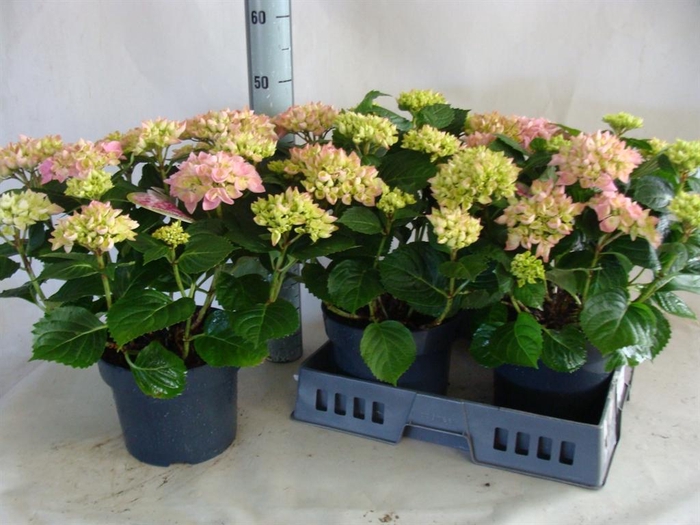 <h4>Hydrangea mac.   ...</h4>