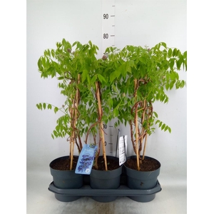 Wisteria frutes. 'Amethyst Falls'