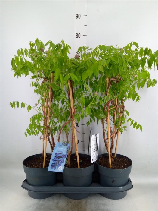 <h4>Wisteria frutes. 'Amethyst Falls'</h4>