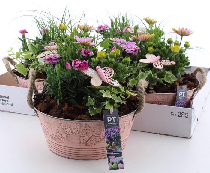 <h4>ARR PL IN SCHAAL</h4>