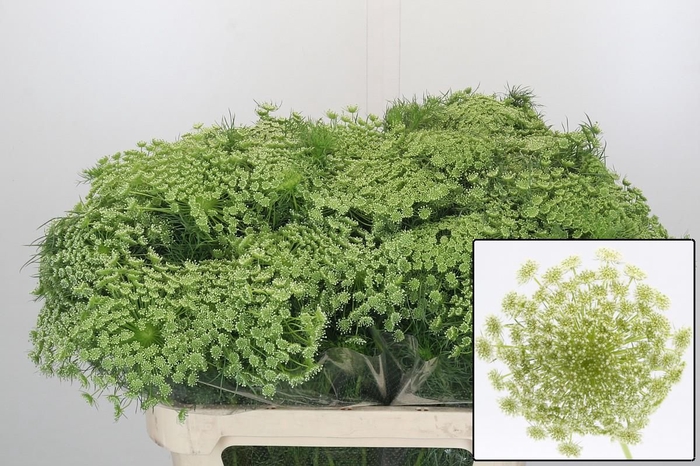 <h4>AMMI VISNAGA</h4>