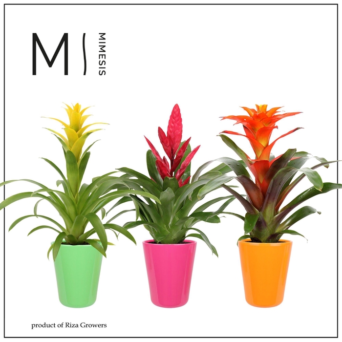 <h4>Bromelia Cupcake - 13cm in Florence | Mimesis</h4>