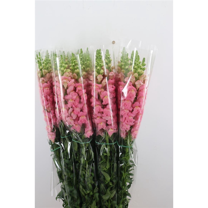 <h4>Antir Overig Pink</h4>