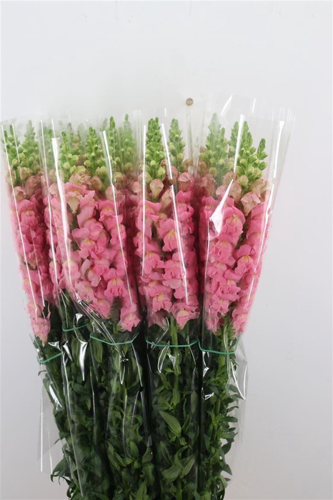 <h4>Antir Overig Pink</h4>