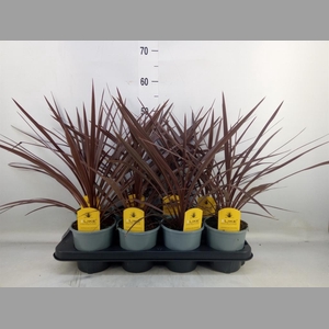 Cordyline austr. 'Red Star'