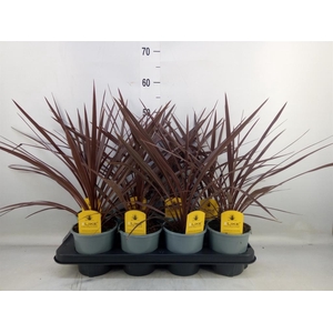 Cordyline austr. 'Red Star'