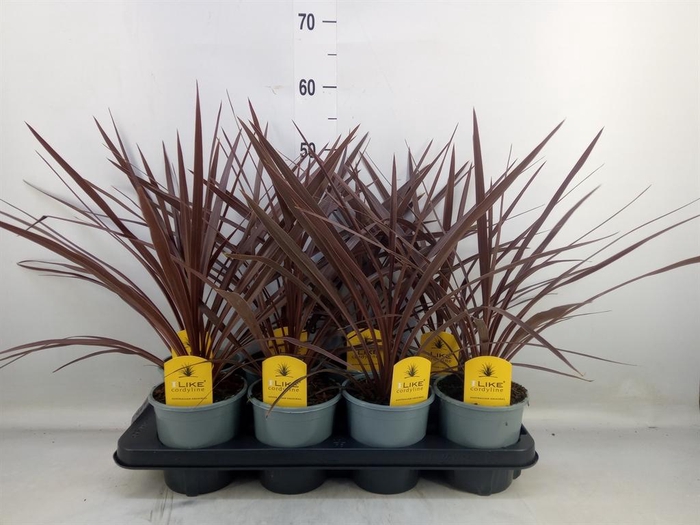 <h4>Cordyline austr. 'Red Star'</h4>