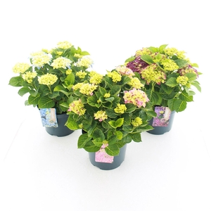 Hydrangea macrophylla
