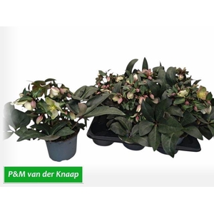 HELLEB VIV VALERIA P17 25+