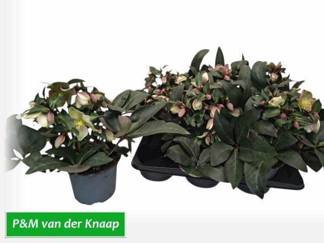 <h4>HELLEB VIV VALERIA P17 25+</h4>