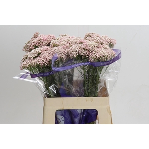 Ozothamnus Cooks Pink