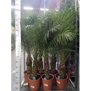 Phoenix roebelenii