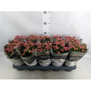 Kalanchoe blos. 'RosDon Victorio'