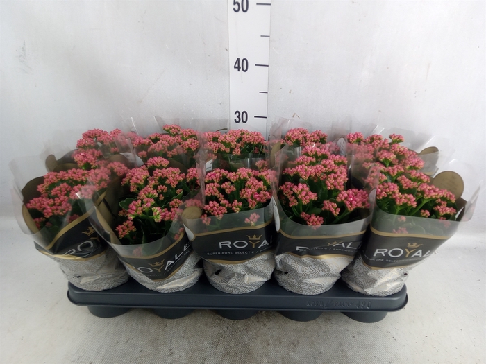 Kalanchoe blos. 'RosDon Victorio'