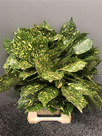 <h4>Aucuba Japonica</h4>