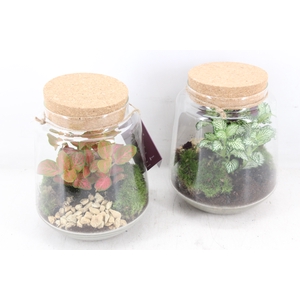 arr3 WR - Terrarium Mercurius M x3