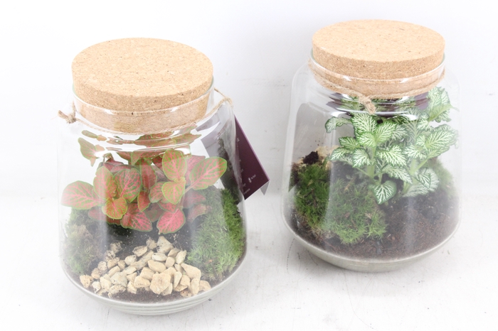 <h4>arr3 WR - Terrarium Mercurius M x3</h4>