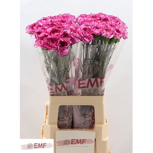 DI ST ROYAL DAMASCUS